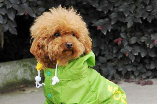 养泰迪犬的注意事项