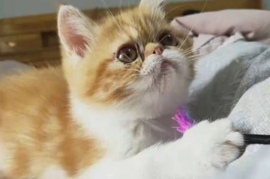 加菲猫生小猫注意事项