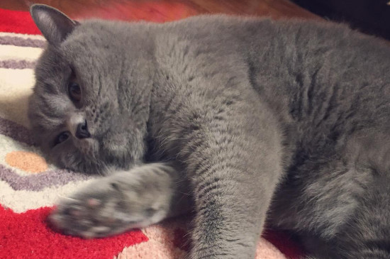 蓝猫聪明吗