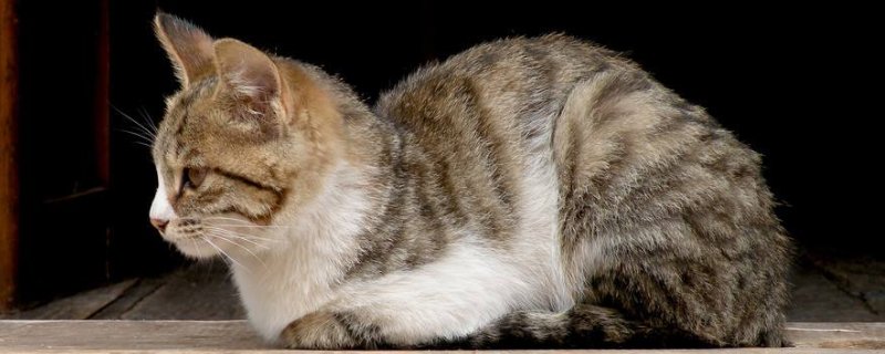 猫怎么散热