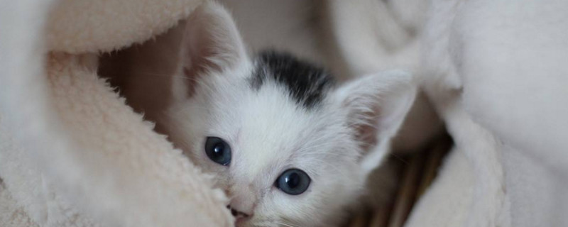 猫咪突然不在猫砂里拉屎
