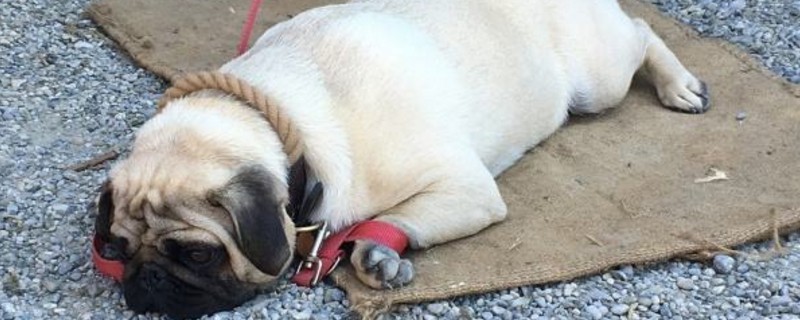 巴哥犬可以吃米饭吗