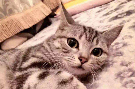 四个月猫咪多重