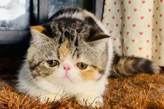 猫到新环境几天能适应