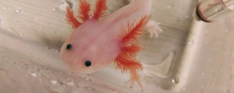 六角龙鱼需要多深的水