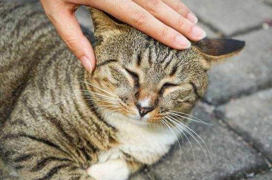 猫咪示好的表现