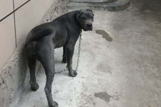 卡斯罗犬可以散养吗