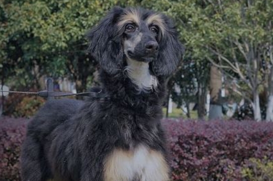 阿富汗猎犬多少钱一只幼崽，纯种阿富汗猎犬价格表