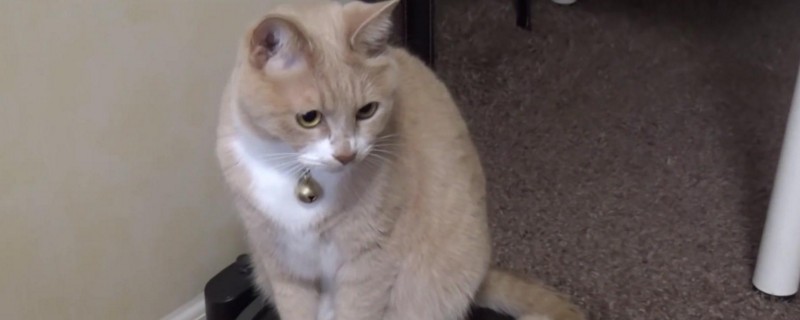 猫侧躺着用尾巴砸地面