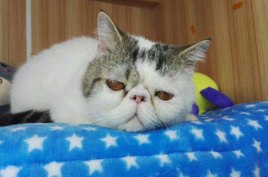 波斯猫和加菲猫的区别