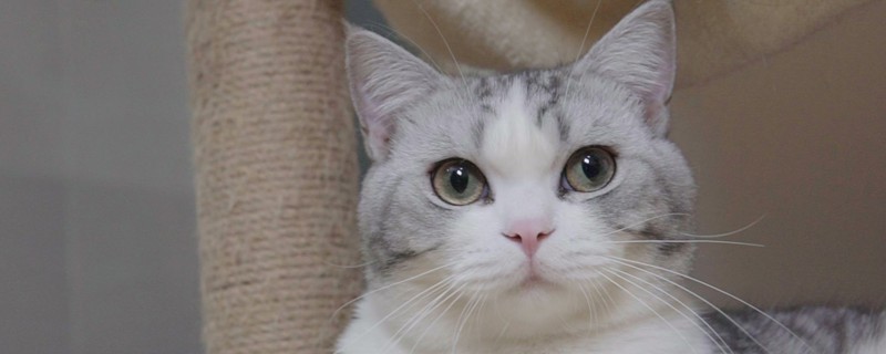 猫三联和狂犬可以一起打吗