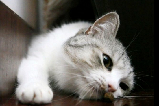 小猫软便和拉稀的区别