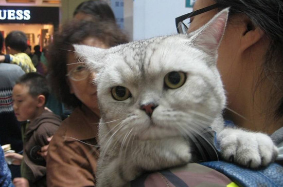 猫耳朵怎么清理