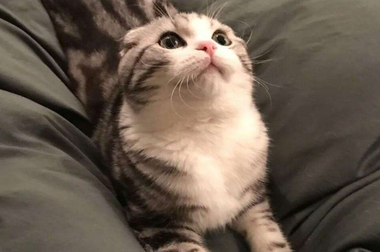 猫死了能直接扔了吗