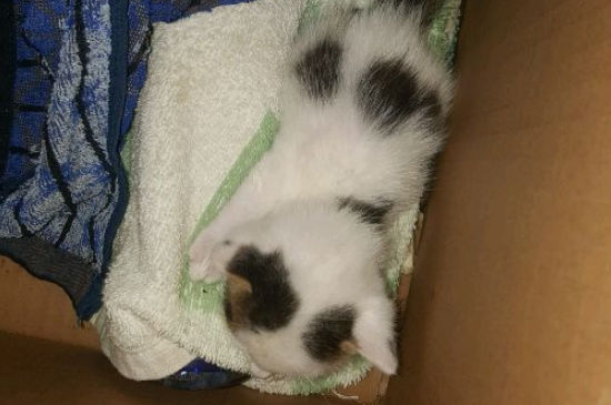 一个月的小猫吐固体奶