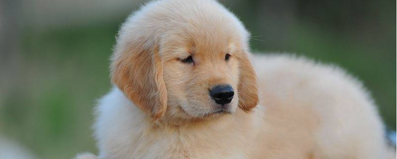 金毛幼犬能吃钙片吗