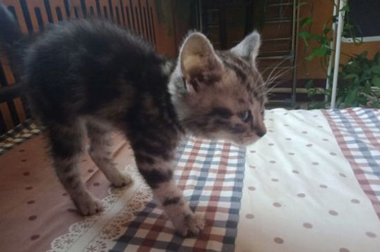 猫咪应激拒食怎么办