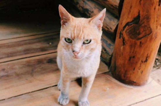 打了猫猫能记仇多久