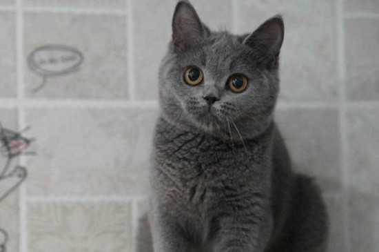 价格在一万左右的猫，什么猫一万以上