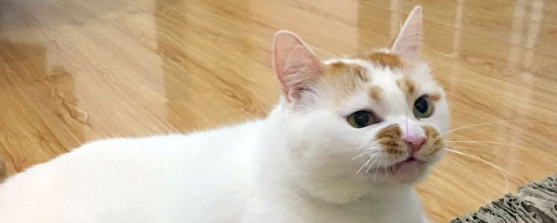 猫猫觉得热的表现
