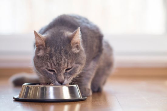 猫羊水破了不生怎么办