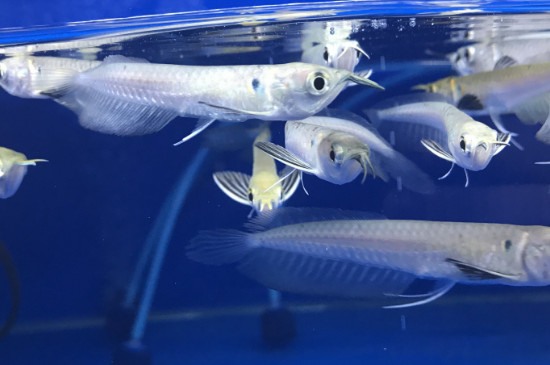 银龙鱼能用冷水养吗