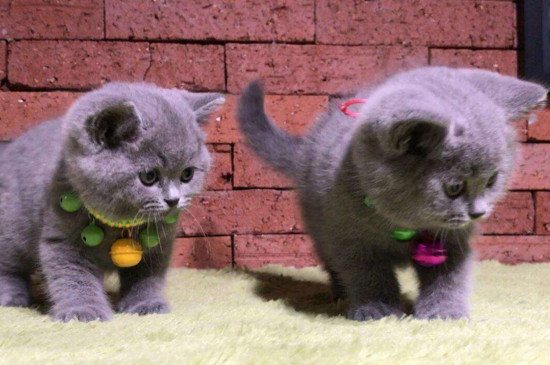 蓝猫几个月比较好养