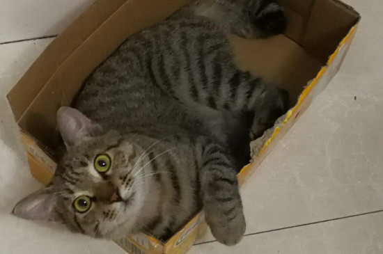 狸花猫呕吐怎么办