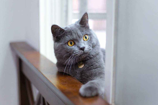 猫护栏一般多高，挡猫栅栏买多高