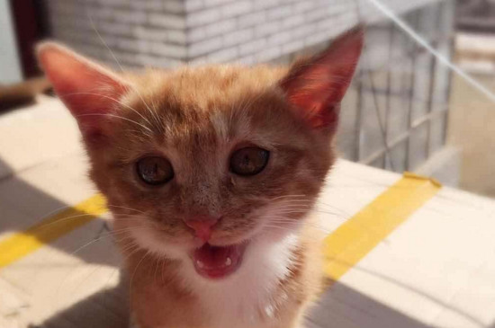 单独养的猫会的传腹吗