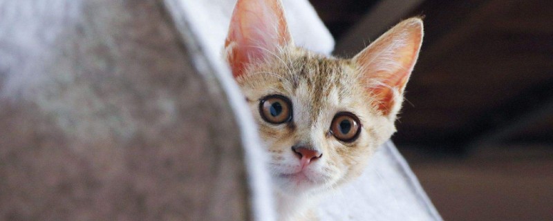 母猫能不能绝育
