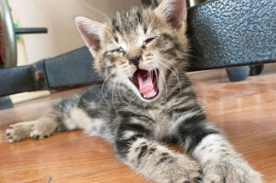 猫咪吃撑了的症状