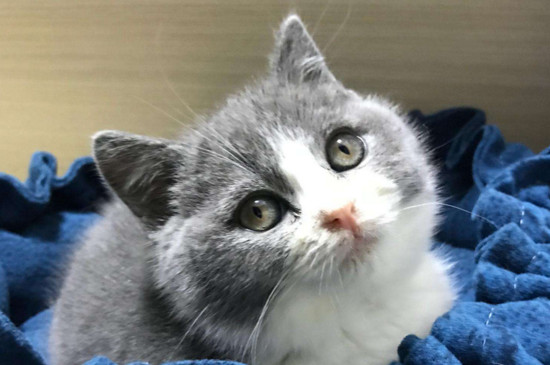 猫白色皮屑但没掉毛