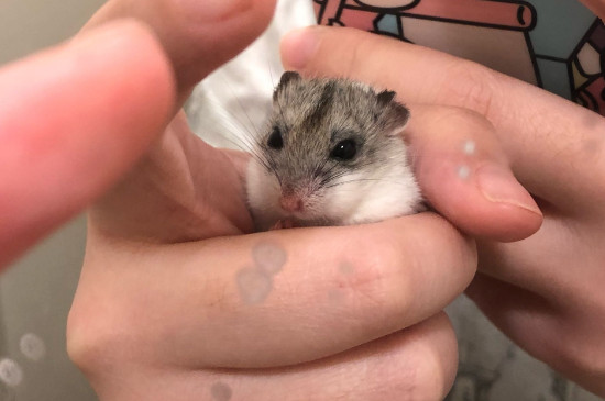 仓鼠可以养出感情吗