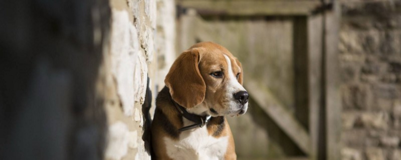 比格犬为什么不认家