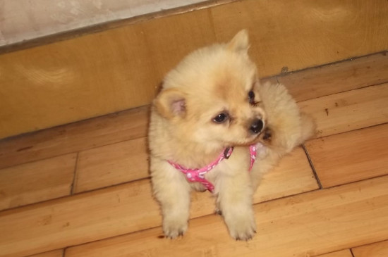 判断狗有没有狂犬病毒