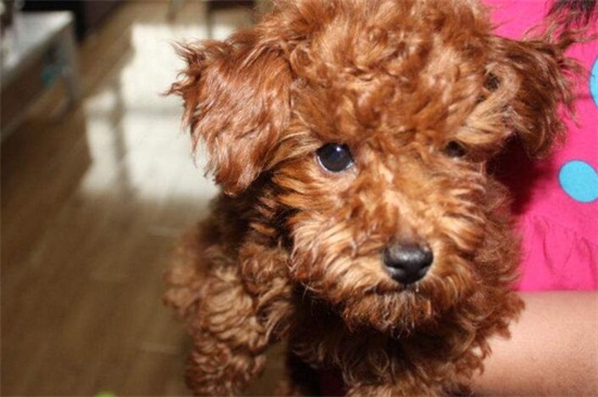 泰迪犬拉稀怎么办，注意保暖少量多餐并及时驱虫