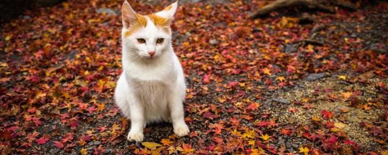 母猫不咬断脐带怎么办