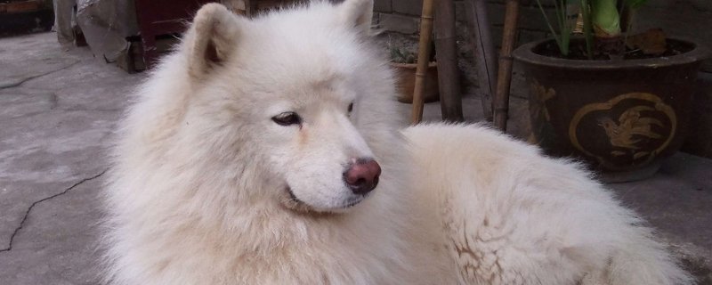 狗狗能吃头孢消炎吗，狗狗吃头孢消炎吃多少