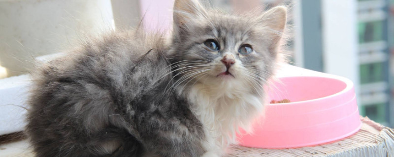 猫打完疫苗几天不吃饭