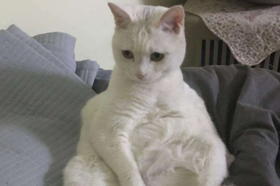 为什么土猫不用打疫苗