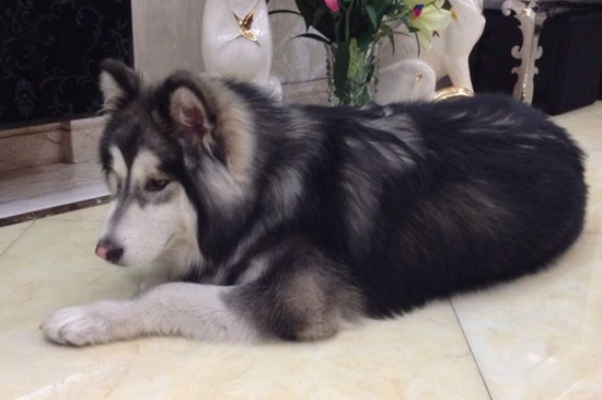 阿拉斯加犬夏天怎么办，修毛降温多喝水少运动