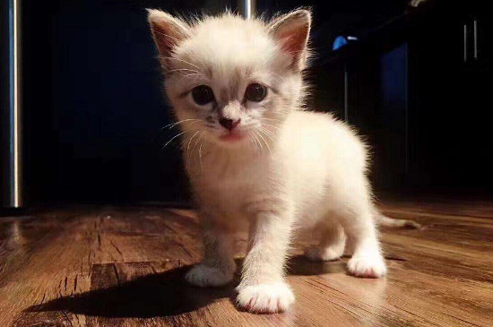 怎么训练小奶猫自己吃东西