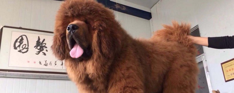 世界十大战斗犬