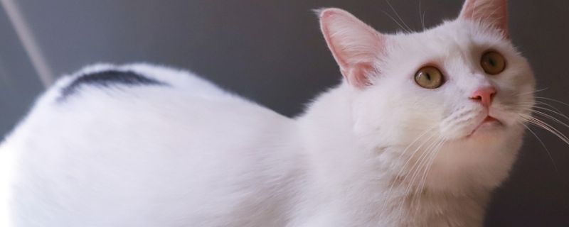 母猫肚子下垂