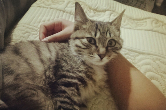 猫的背部肌肉一抽一抽