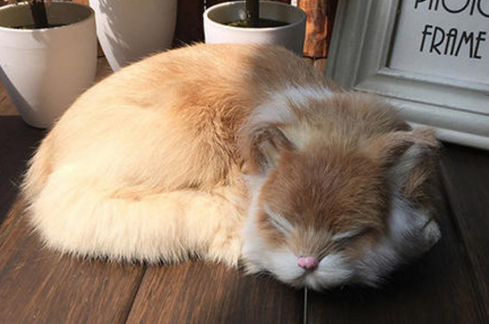 猫为什么把玩具叼床上