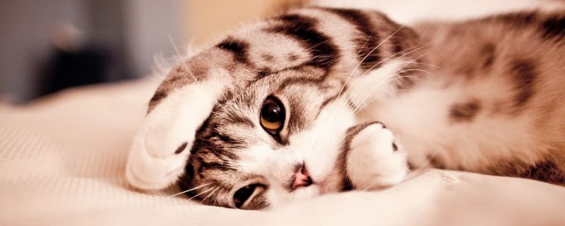 豆腐猫砂可以冲厕所吗