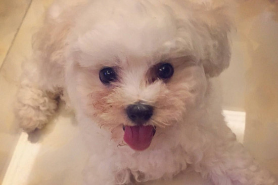 比熊犬不吃狗粮怎么办