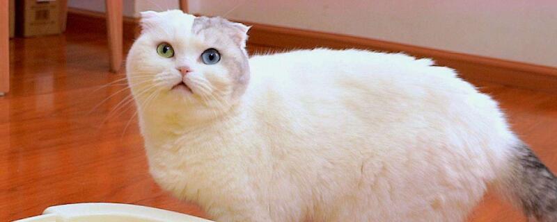 猫突然不在猫砂里拉屎怎么回事
